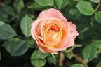 Strauchrose 'Matthias Claudius Rose' - Rosa 'Matthias Claudius Rose' ADR-Rose