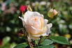 Strauchrose 'Matthias Claudius Rose' - Rosa 'Matthias Claudius Rose' ADR-Rose