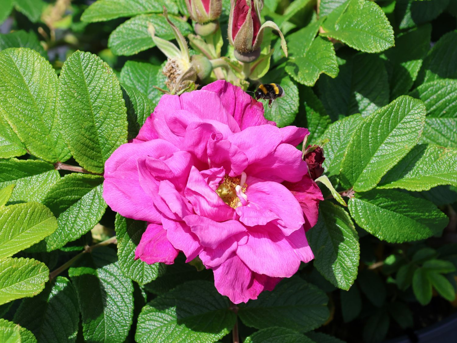Strauchrose 'Moje Hammarberg'
