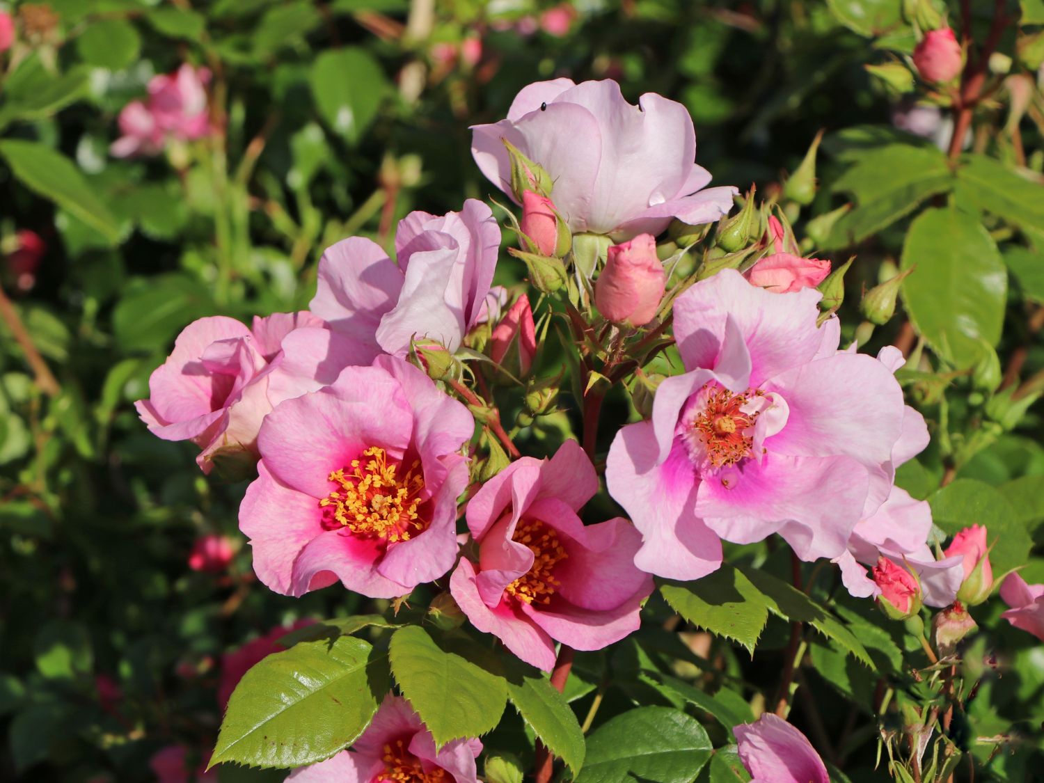 Strauchrose Orienta ® 'Laila'