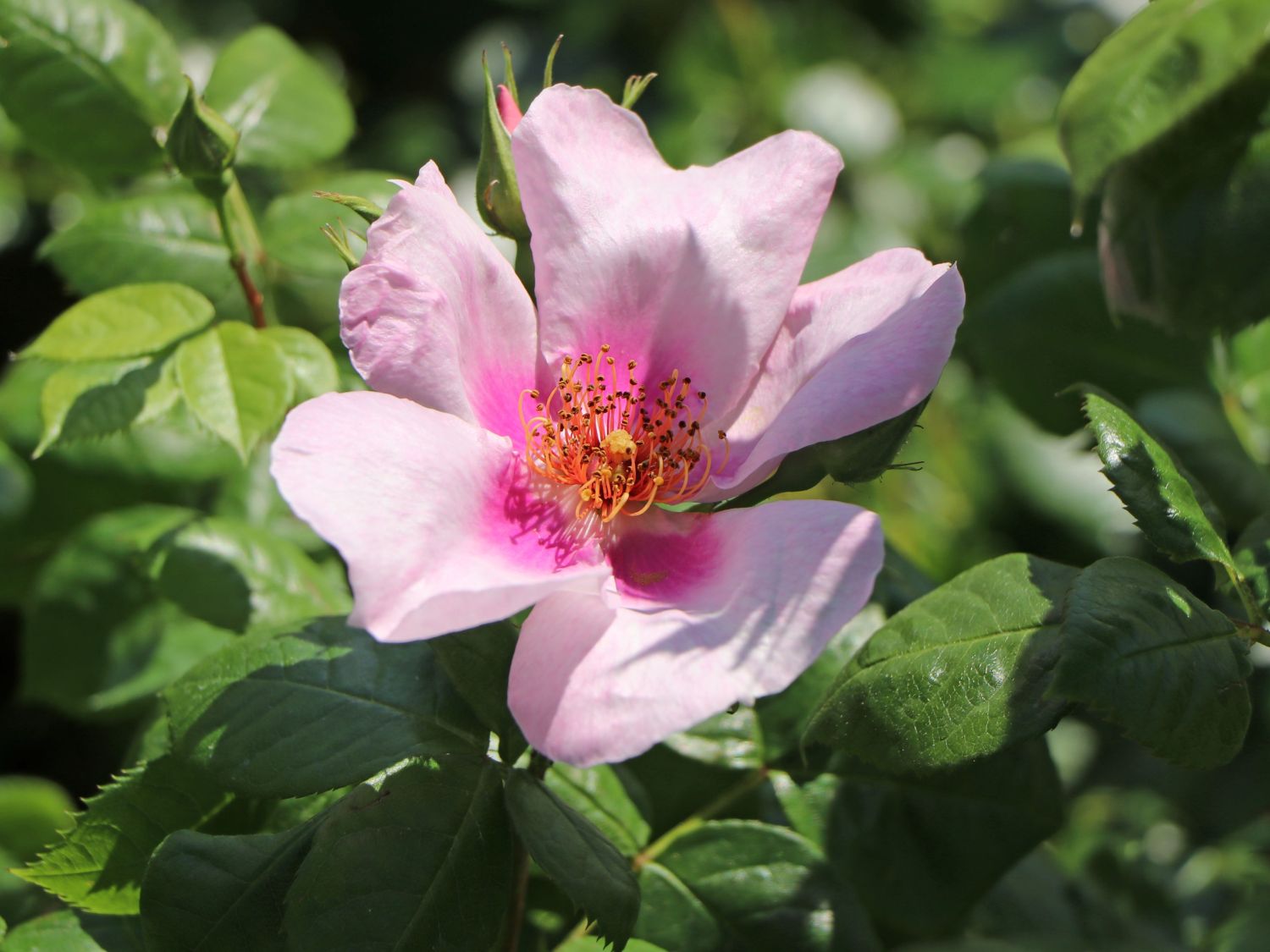 Strauchrose Orienta ® 'Laila' - Rosa Orienta ® 'Laila'