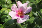 Strauchrose Orienta ® 'Laila' - Rosa Orienta ® 'Laila'