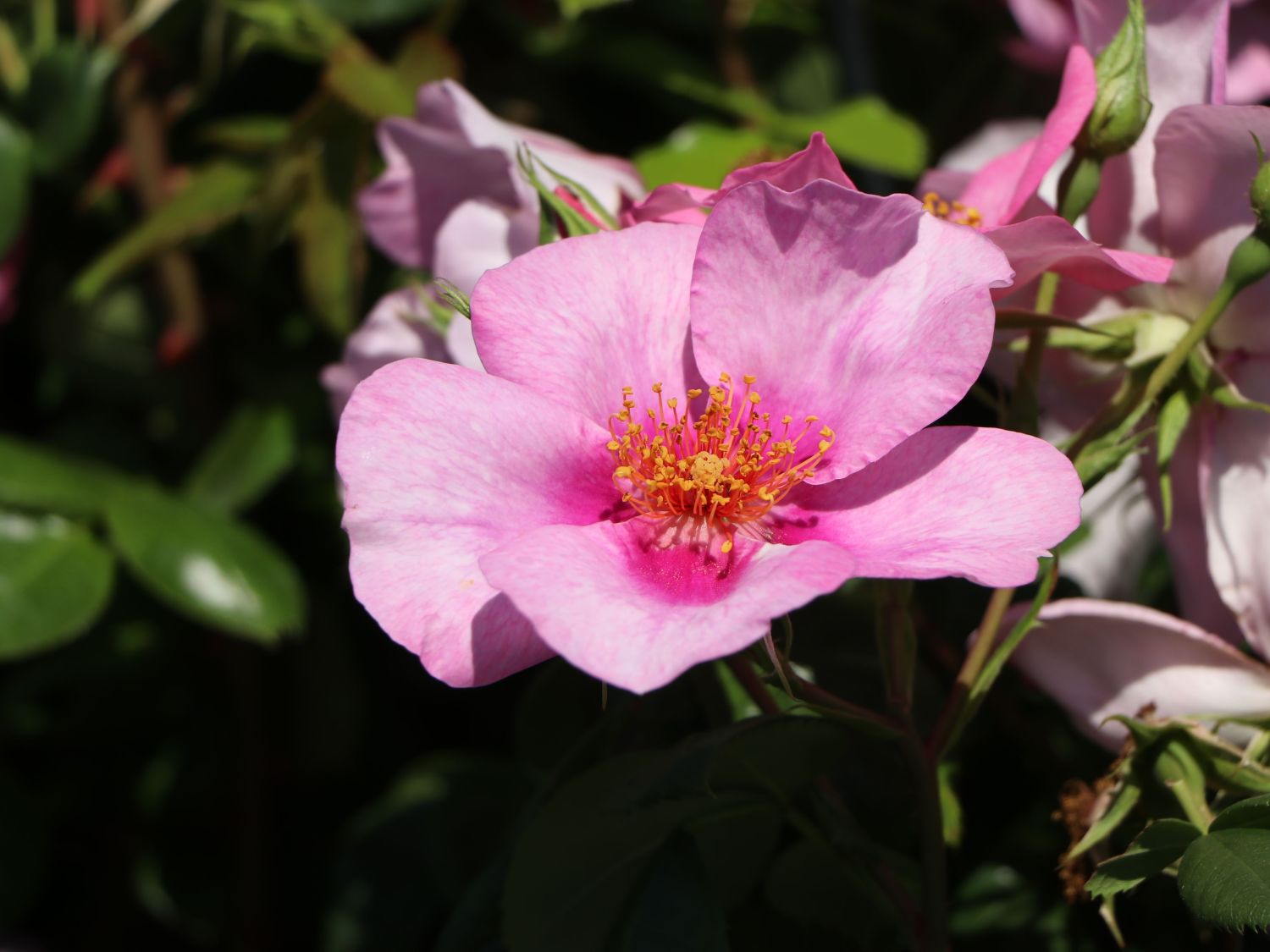 Strauchrose Orienta ® 'Laila' - Rosa Orienta ® 'Laila'
