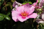 Strauchrose Orienta ® 'Laila' - Rosa Orienta ® 'Laila'