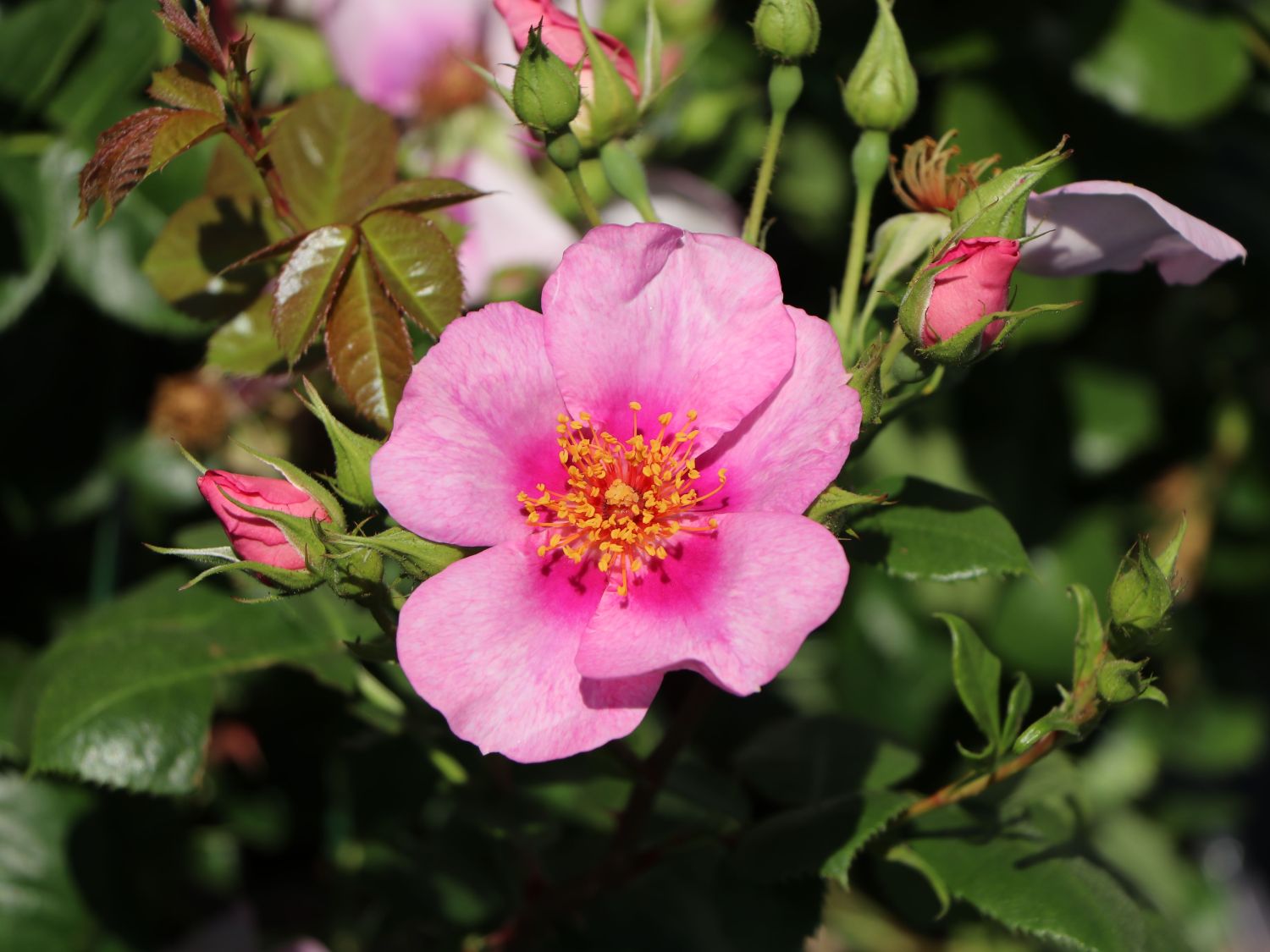 Strauchrose Orienta ® 'Laila' - Rosa Orienta ® 'Laila'
