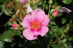 Strauchrose Orienta ® 'Laila' - Rosa Orienta ® 'Laila'