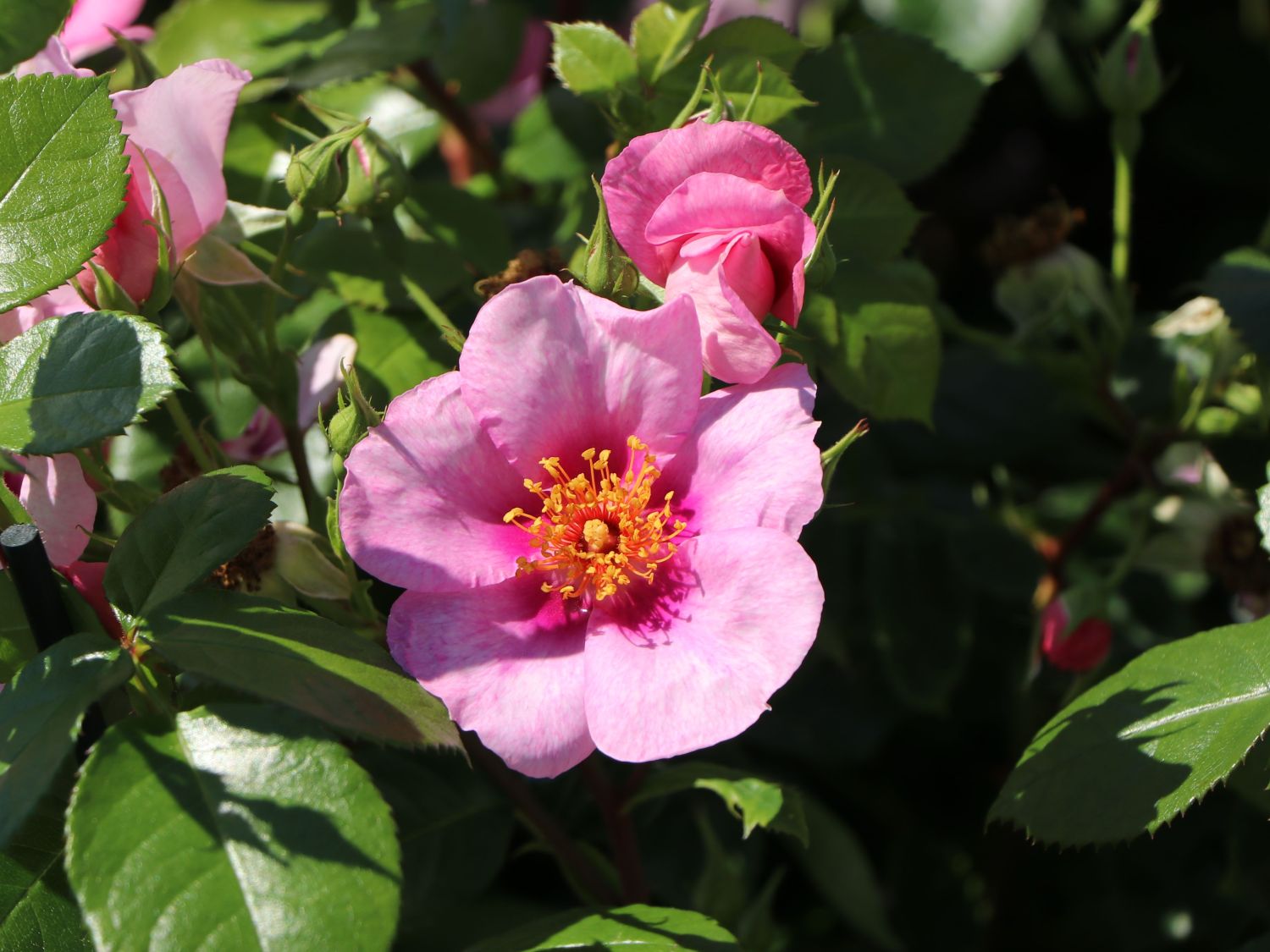 Strauchrose Orienta ® 'Laila' - Rosa Orienta ® 'Laila'