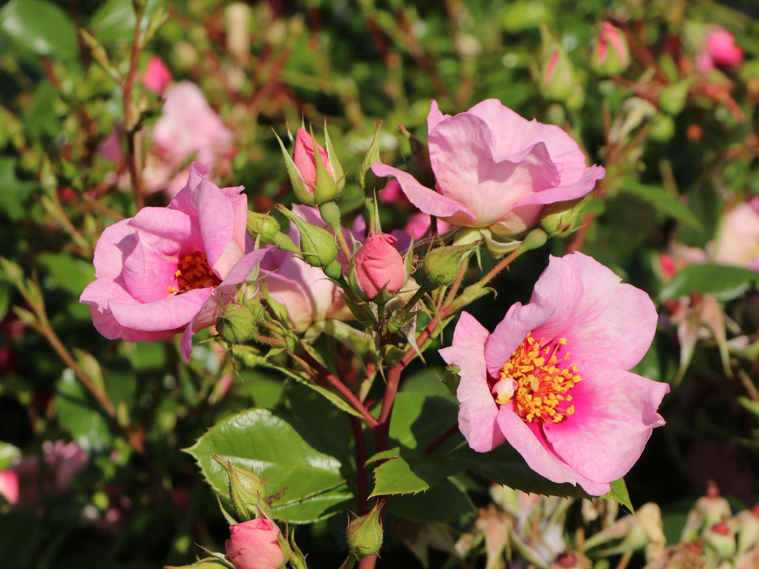 Strauchrose Orienta ® 'Laila' - Rosa Orienta ® 'Laila'