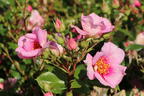 Strauchrose Orienta ® 'Laila' - Rosa Orienta ® 'Laila'
