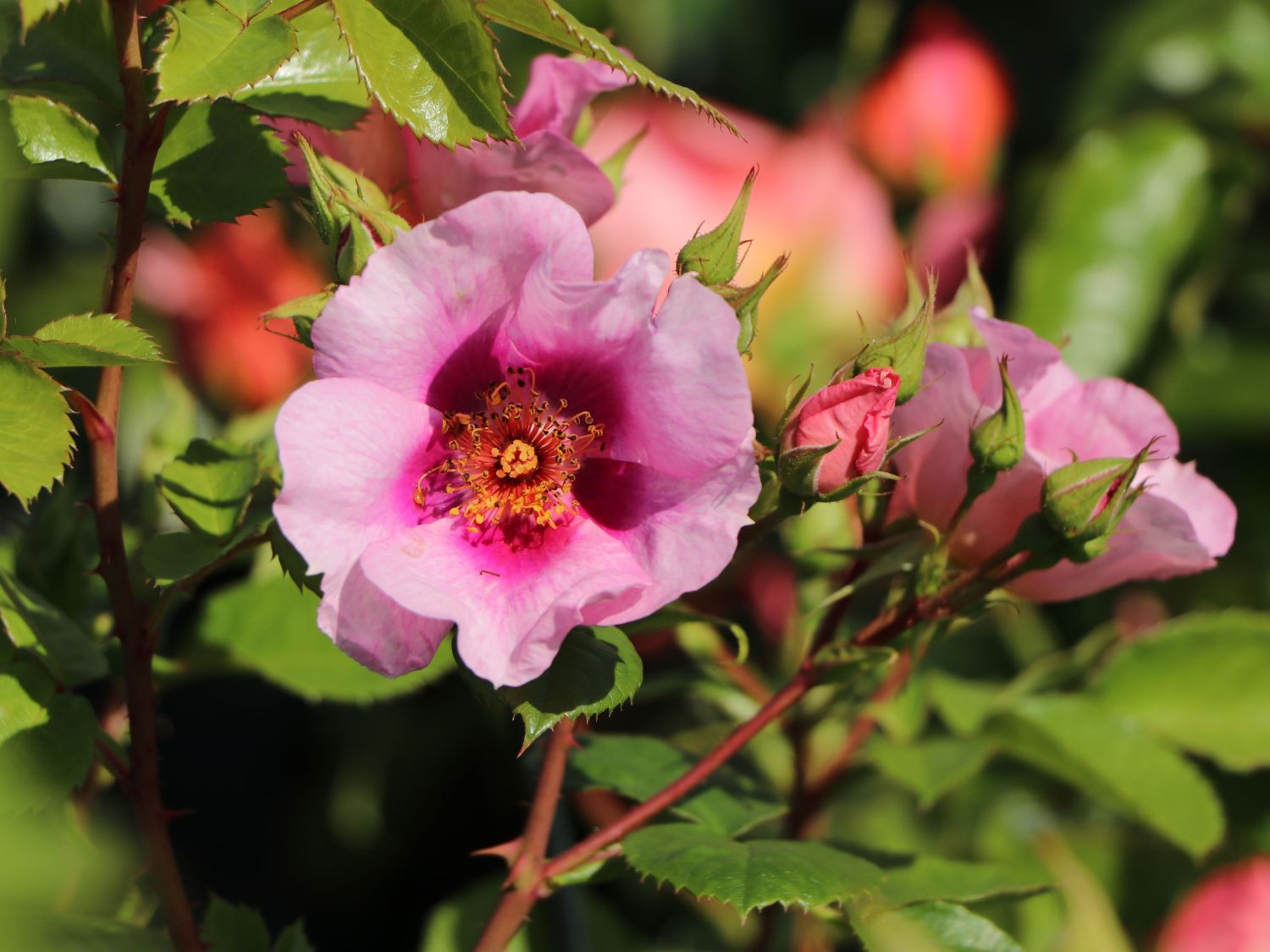 Strauchrose Orienta ® 'Laila' - Rosa Orienta ® 'Laila'
