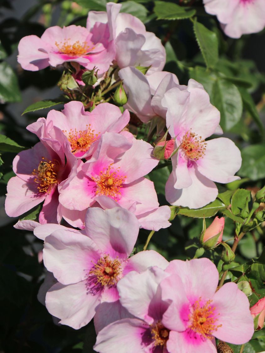 Strauchrose Orienta ® 'Laila' - Rosa Orienta ® 'Laila'