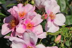 Strauchrose Orienta ® 'Laila' - Rosa Orienta ® 'Laila'