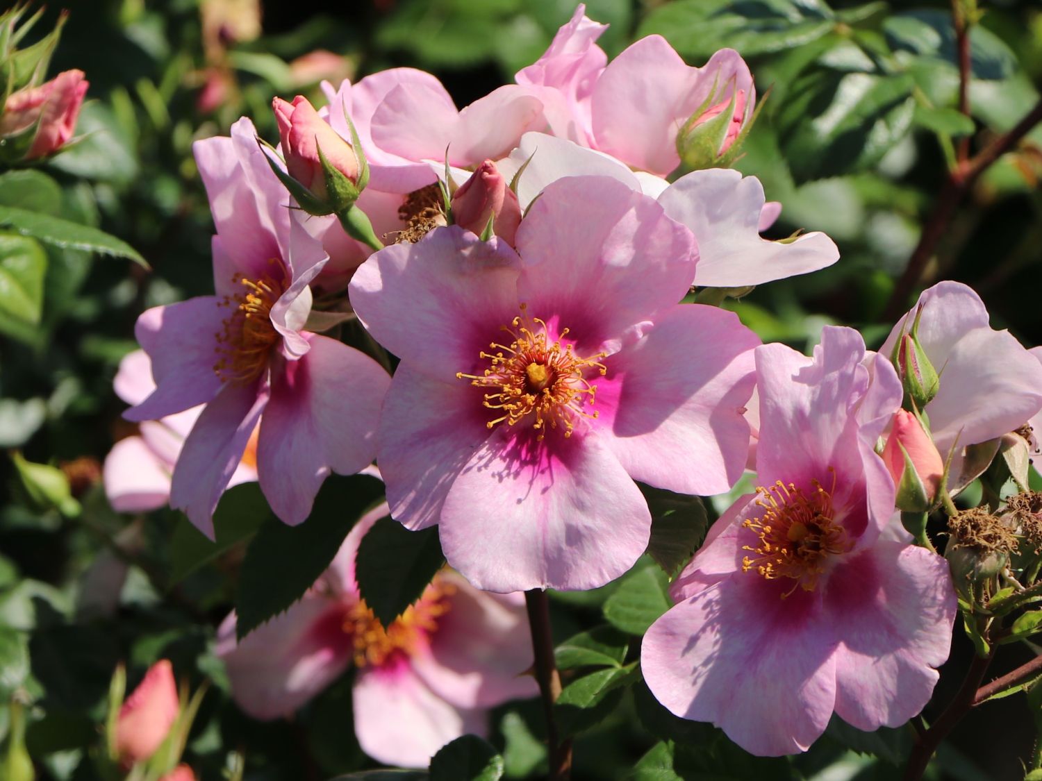 Strauchrose Orienta ® 'Laila' - Rosa Orienta ® 'Laila'