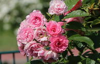 Strauchrose 'Pink Grootendorst'