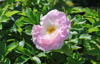 Strauchrose 'Polareis'