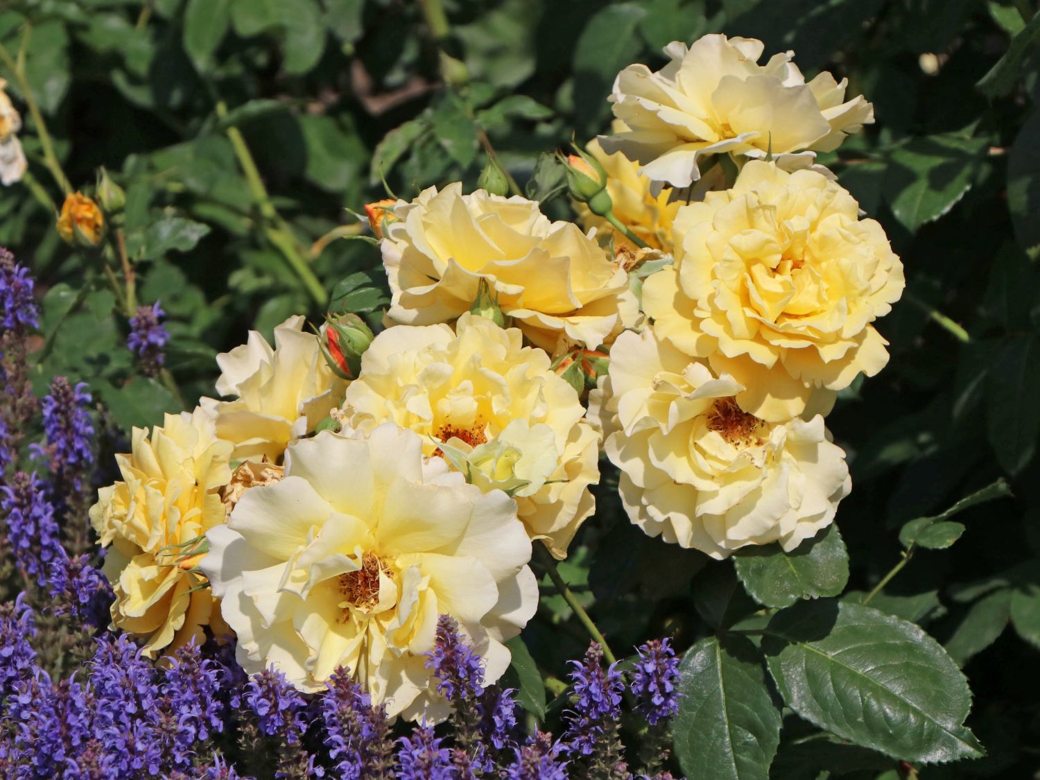 Strauchrose 'Postillion' ®