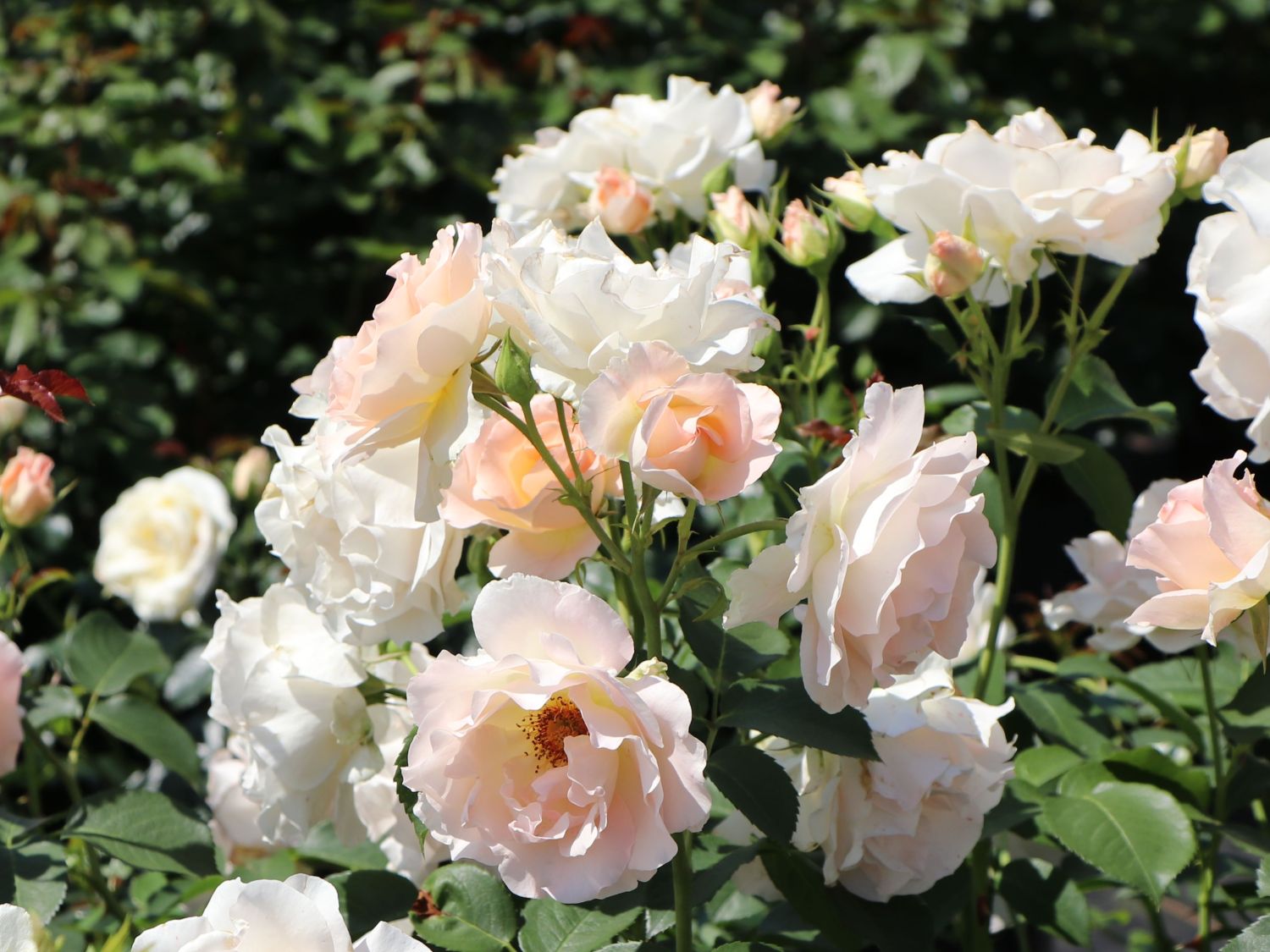 Strauchrose 'Rokoko' ®