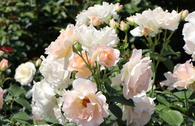 Strauchrose 'Rokoko' ®