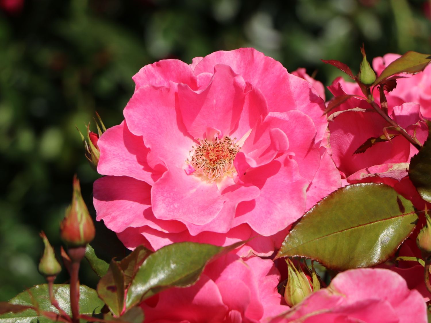 Strauchrose 'Romanze' ®
