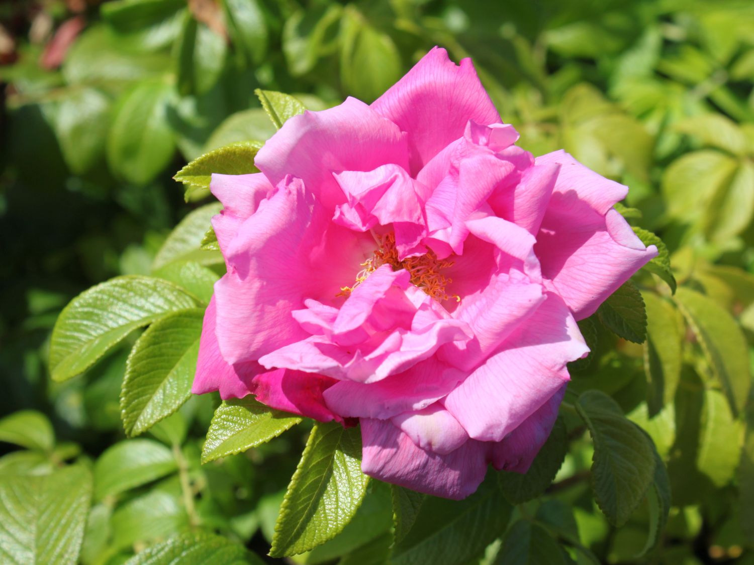 Strauchrose 'Rosa Zwerg'