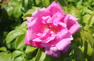 Strauchrose 'Rosa Zwerg'