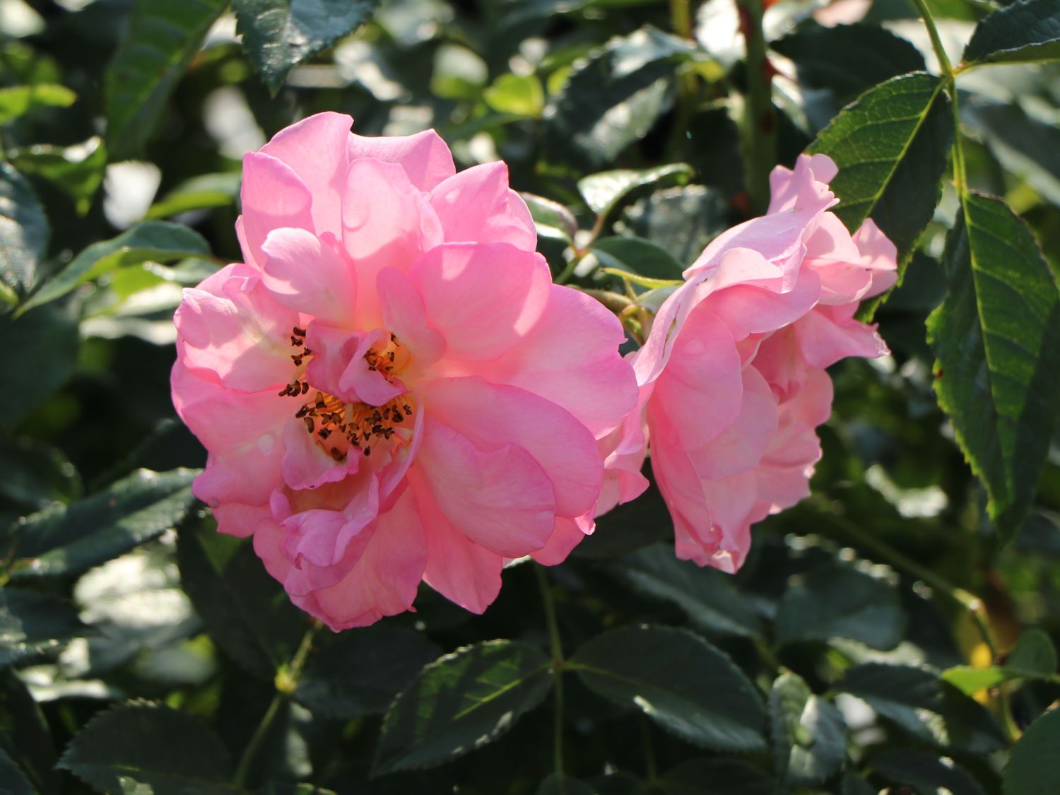 Strauchrose 'Rosario' ®