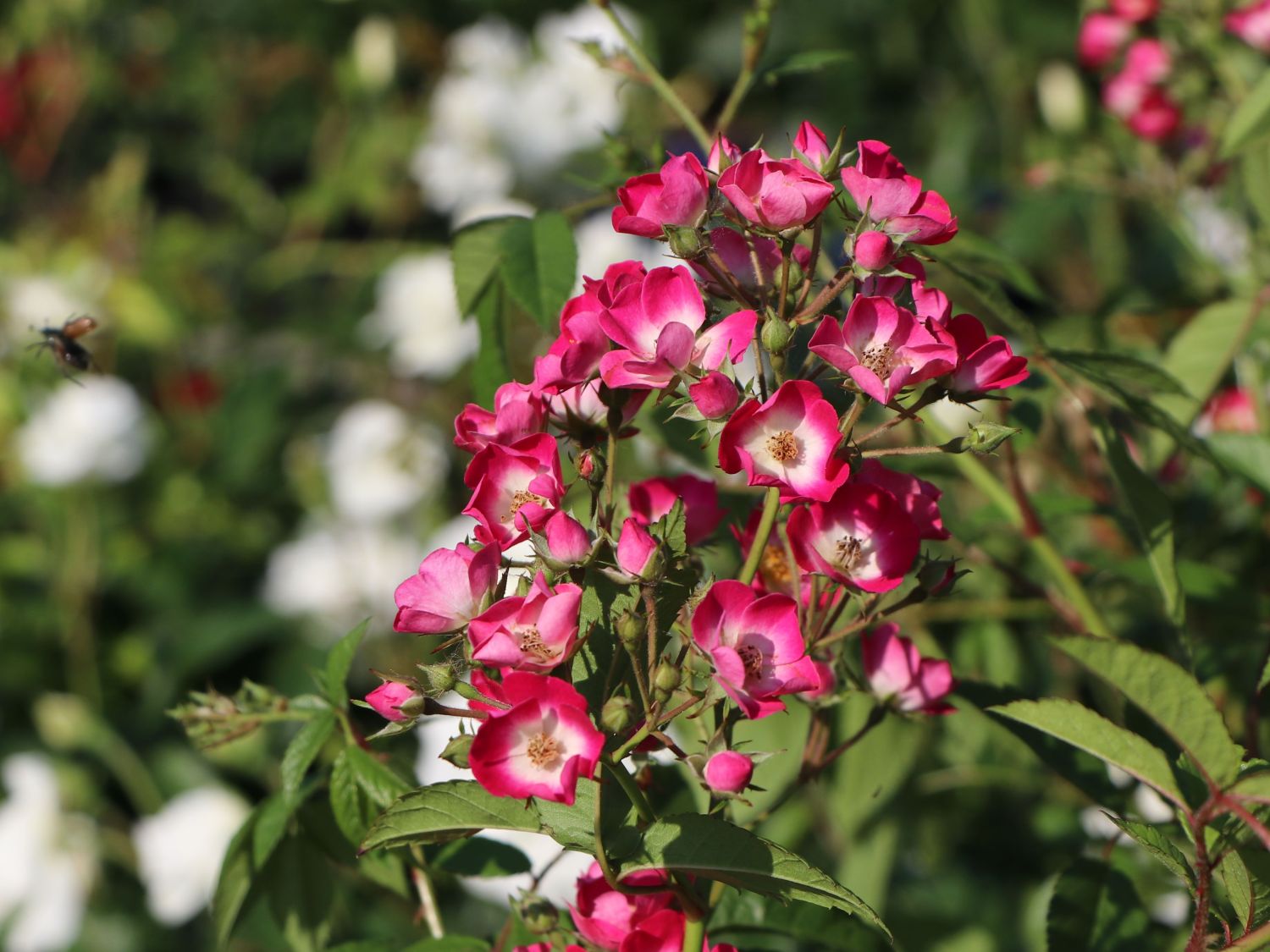 Strauchrose Rosy Boom 'O'HARA' ® (Dunkelrosa) - Rosa Rosy Boom ® 'O'HARA' ® (Dunkelrosa)