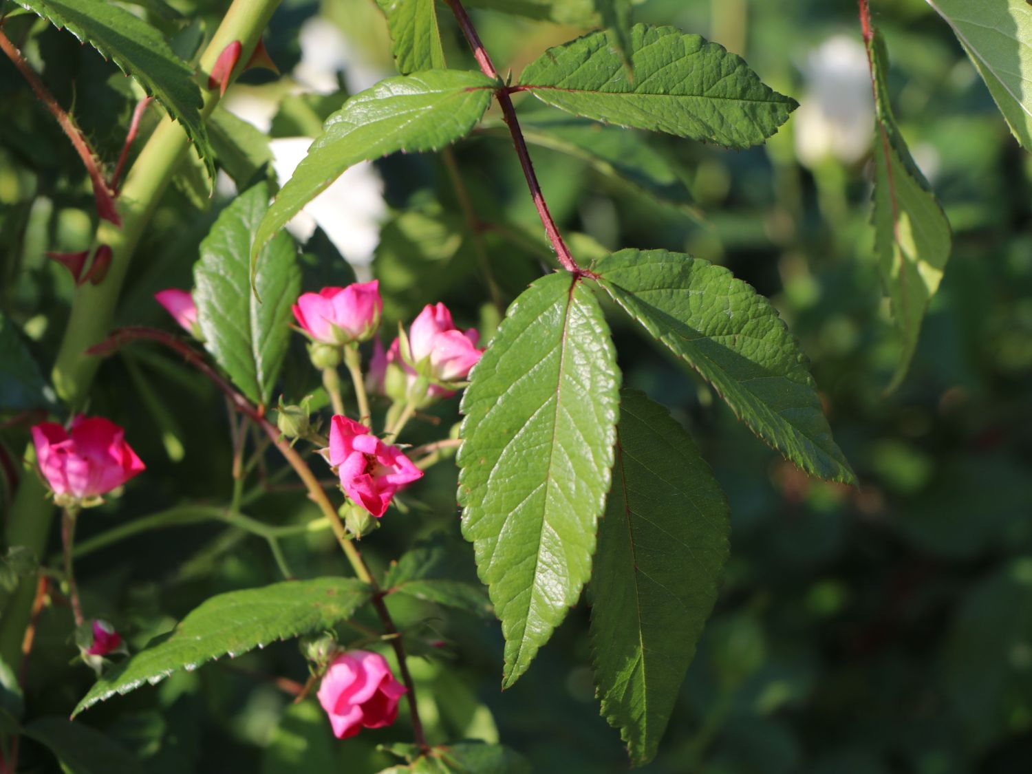 Strauchrose Rosy Boom 'O'HARA' ® (Dunkelrosa) - Rosa Rosy Boom ® 'O'HARA' ® (Dunkelrosa)