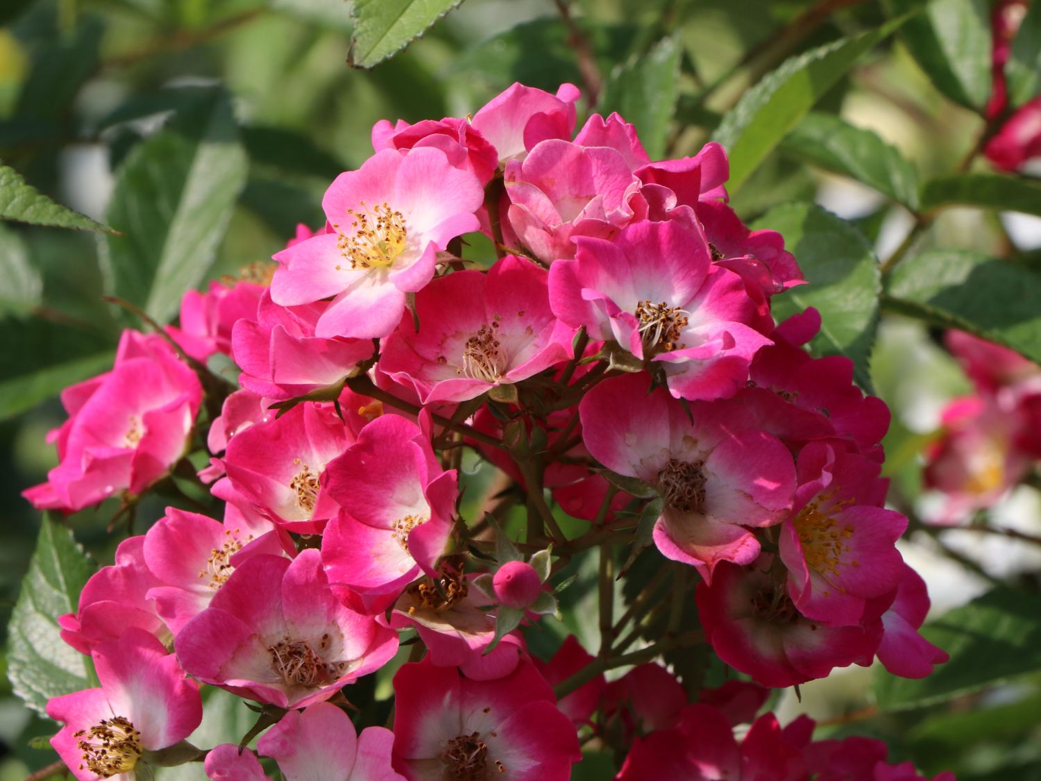 Strauchrose Rosy Boom 'O'HARA' ® (Dunkelrosa) - Rosa Rosy Boom ® 'O'HARA' ® (Dunkelrosa)