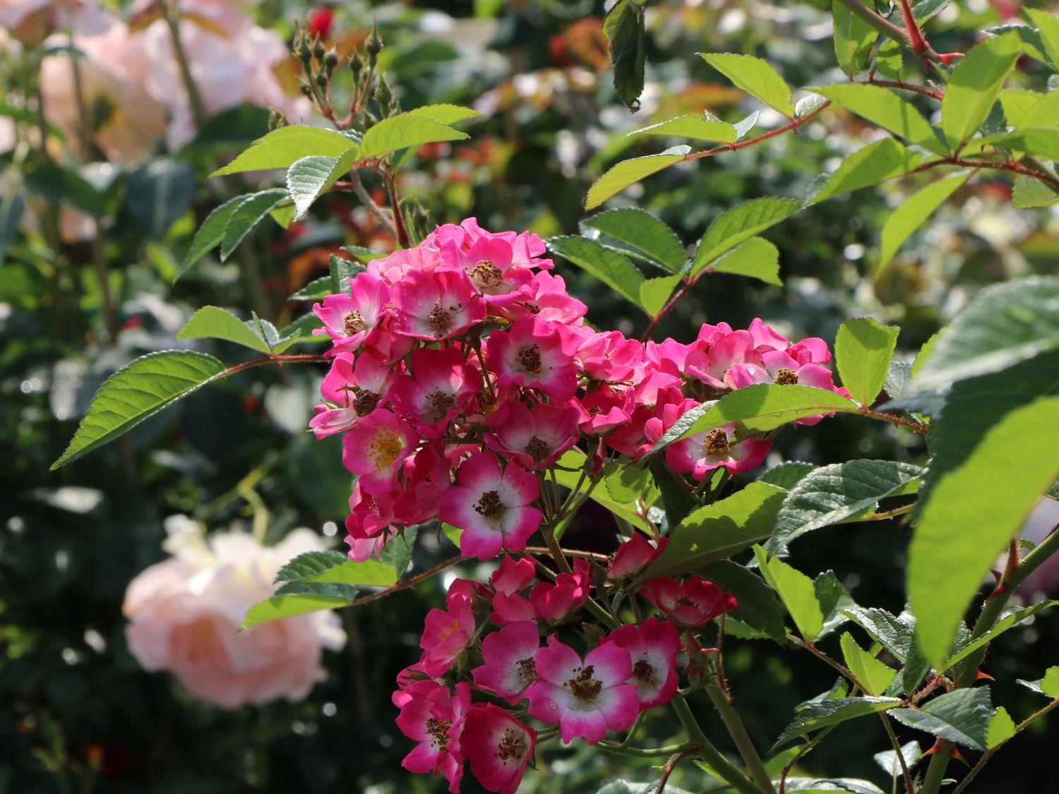 Strauchrose Rosy Boom 'O'HARA' ® (Dunkelrosa) - Rosa Rosy Boom ® 'O'HARA' ® (Dunkelrosa)