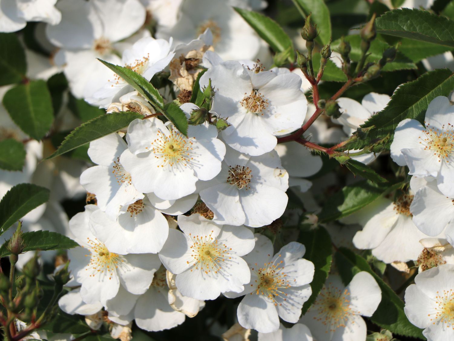 Strauchrose Rosy Boom ® 'Esprit de Amore' (Weiß)