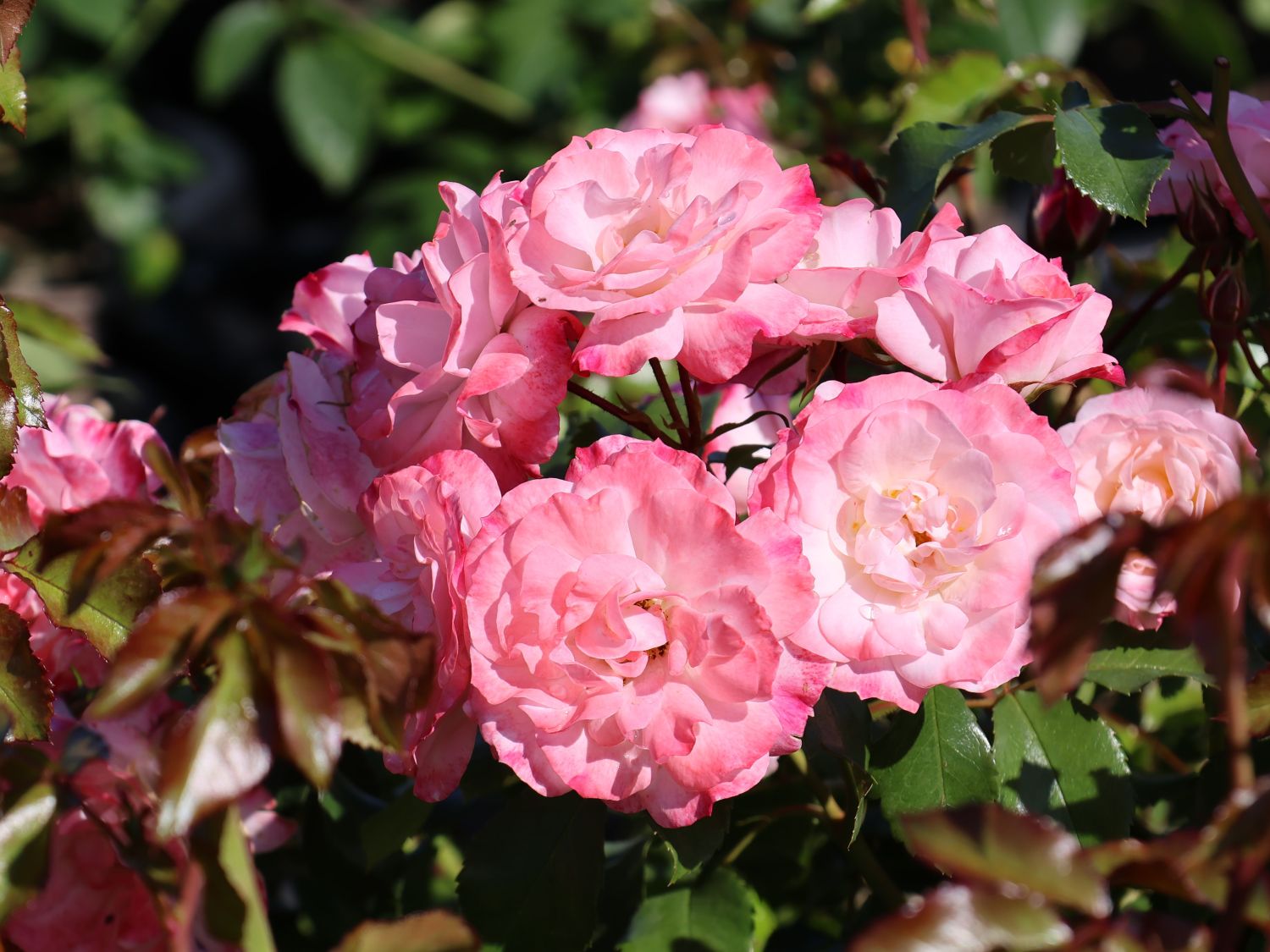 Strauchrose 'Rosenstadt Freising' ®/ Stad Kortrijk