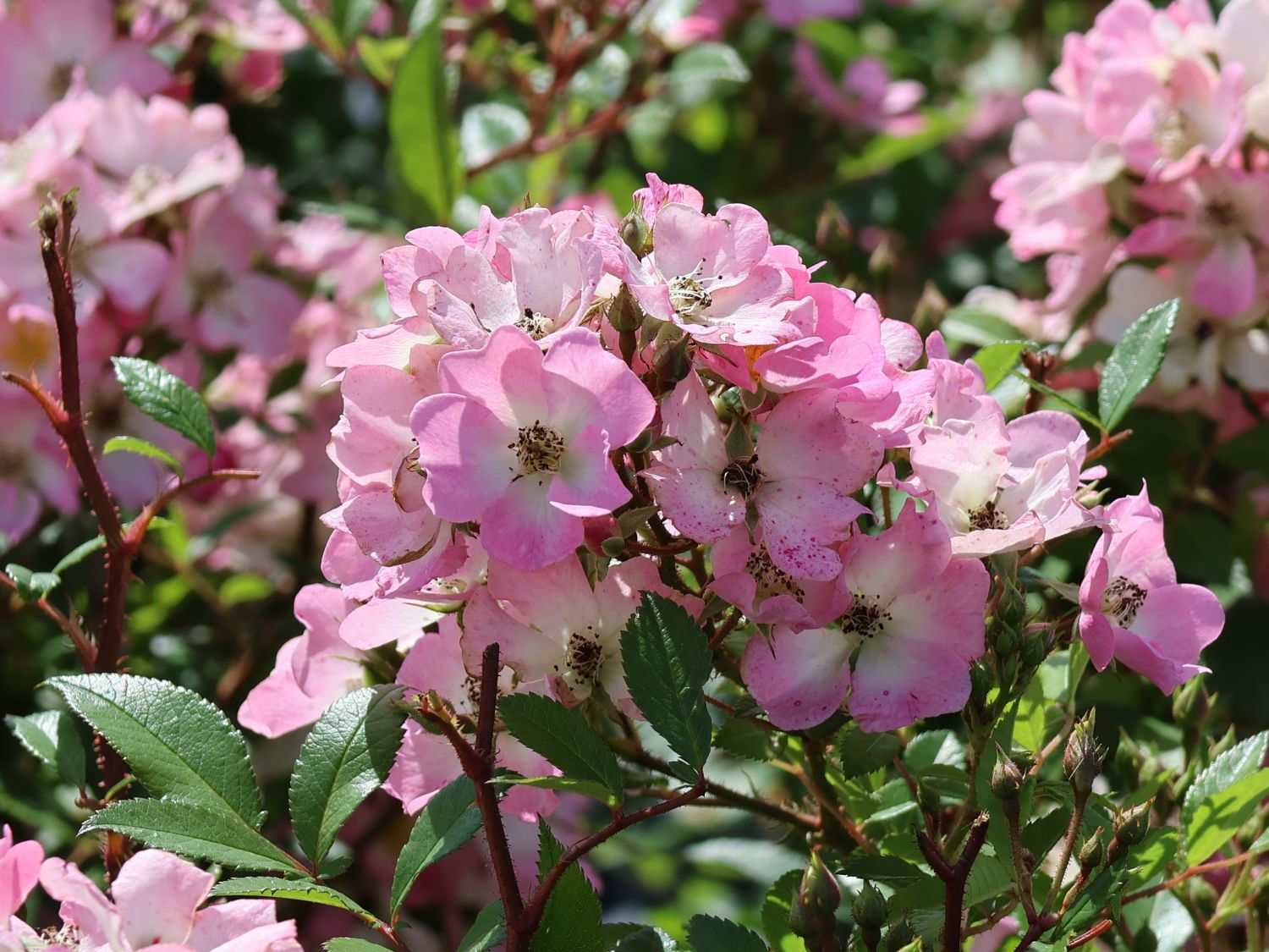 Strauchrose Rosy Boom ® 'Abellio' (Hellosa) - Rosa Rosy Boom ® 'Abellio' (Hellrosa)