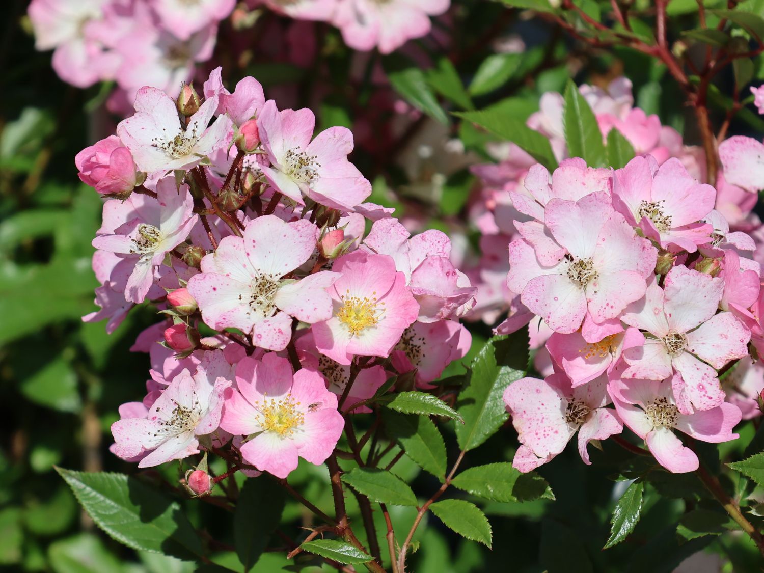 Strauchrose Rosy Boom ® 'Abellio' (Hellosa) - Rosa Rosy Boom ® 'Abellio' (Hellrosa)
