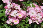 Strauchrose Rosy Boom ® 'Abellio' (Hellosa) - Rosa Rosy Boom ® 'Abellio' (Hellrosa)