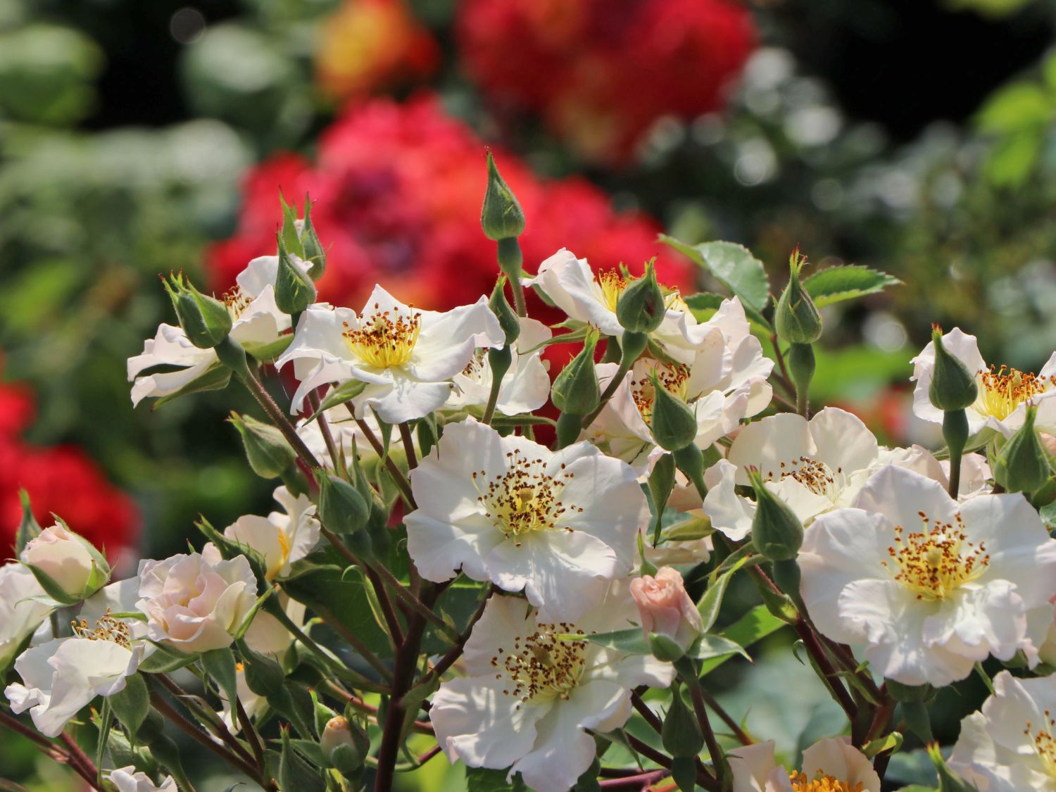 Strauchrose Rosy Boom ® 'Wild and Freaky' (Lime)