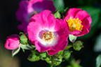 Strauchrose Rosy Boom ® 'Mini' - Rosa Rosy Boom ® 'Mini'