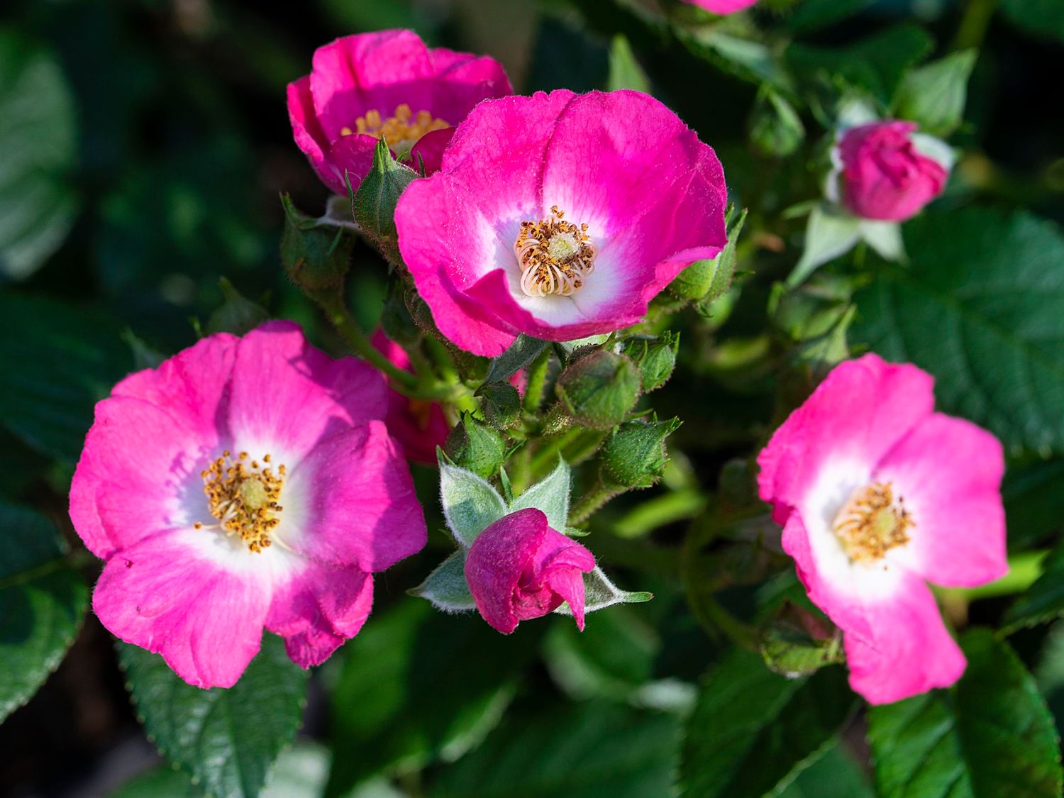 Strauchrose Rosy Boom ® 'Mini' - Rosa Rosy Boom ® 'Mini'