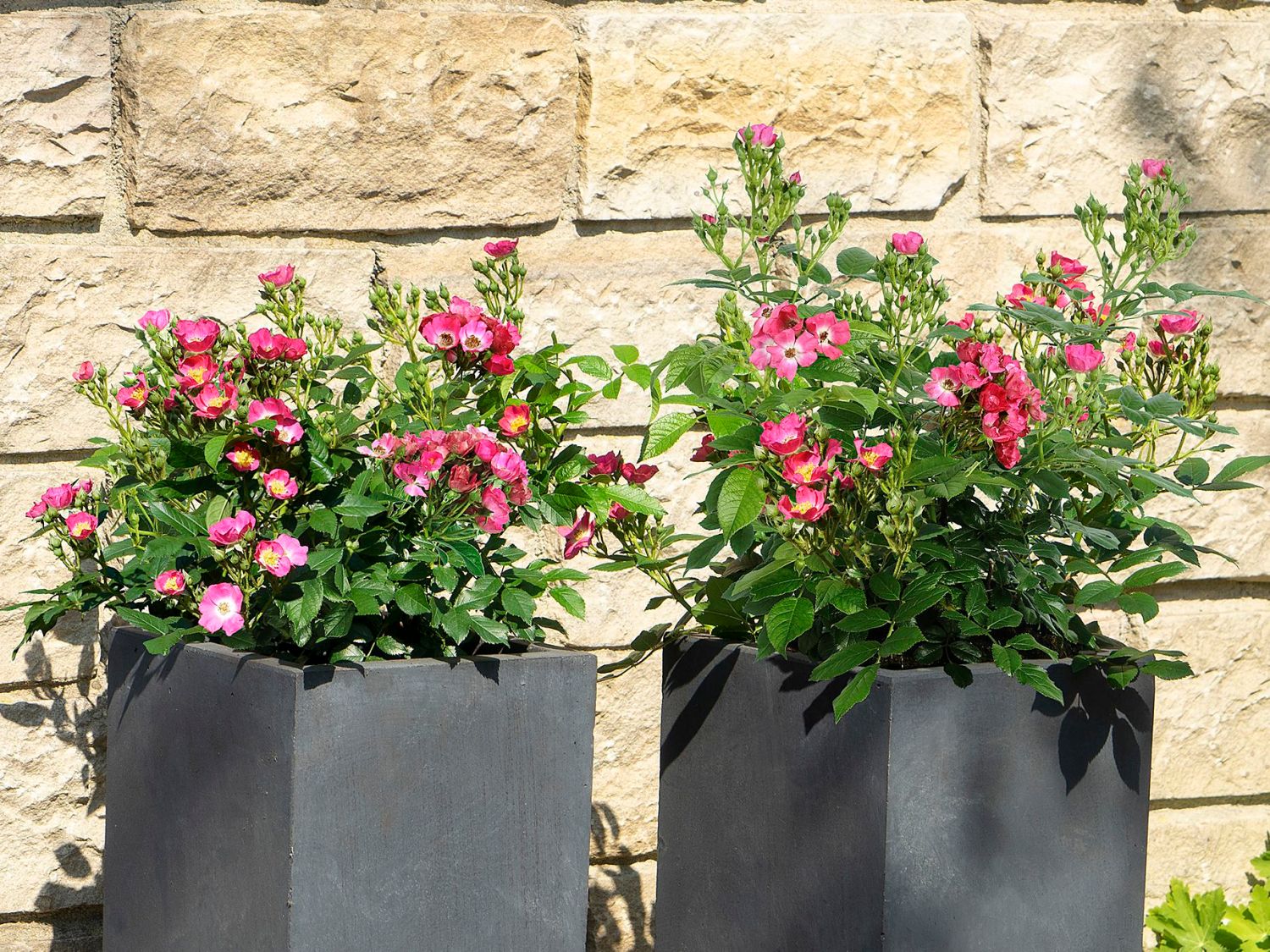 Strauchrose Rosy Boom ® 'Mini' - Rosa Rosy Boom ® 'Mini'