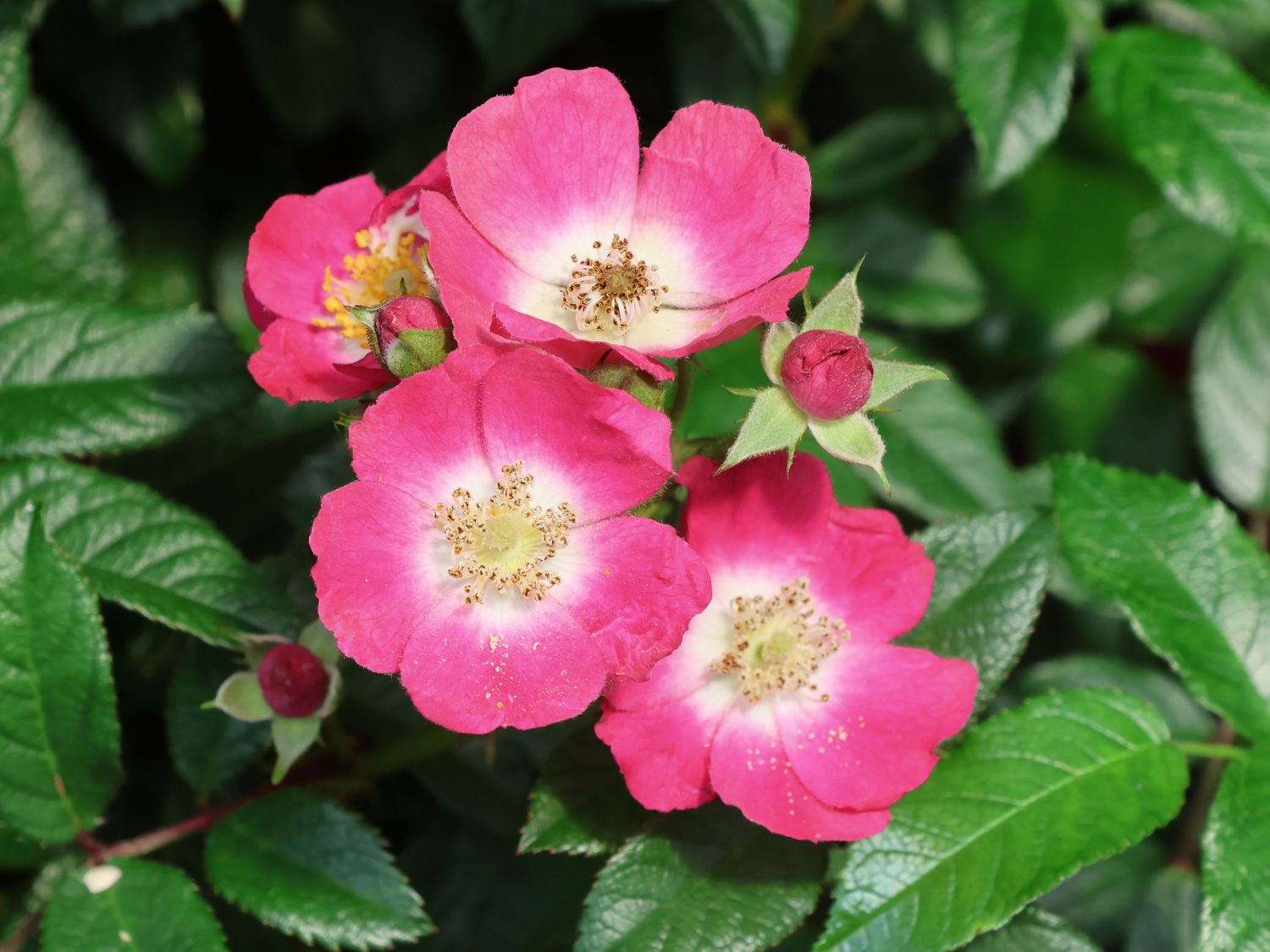 Strauchrose Rosy Boom ® 'Mini' - Rosa Rosy Boom ® 'Mini'