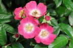 Strauchrose Rosy Boom ® 'Mini' - Rosa Rosy Boom ® 'Mini'