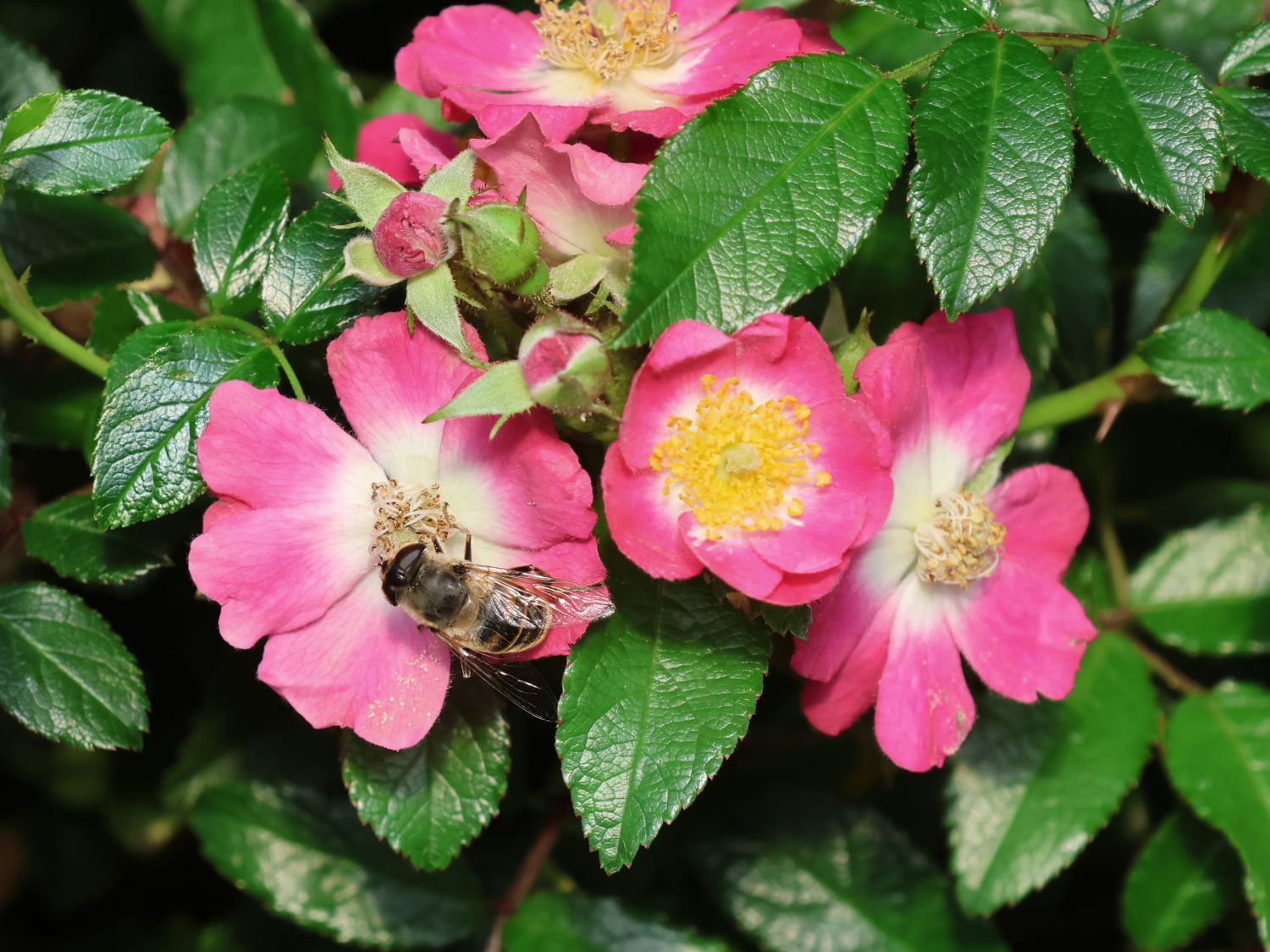 Strauchrose Rosy Boom ® 'Mini' - Rosa Rosy Boom ® 'Mini'