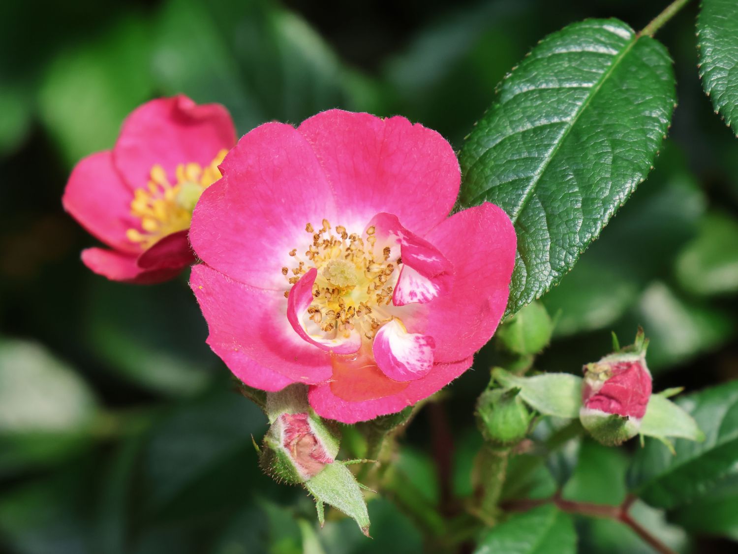 Strauchrose Rosy Boom ® 'Mini' - Rosa Rosy Boom ® 'Mini'