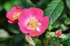 Strauchrose Rosy Boom ® 'Mini' - Rosa Rosy Boom ® 'Mini'