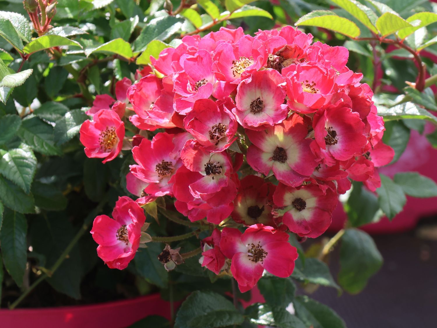 Strauchrose Rosy Boom ® 'Mini' - Rosa Rosy Boom ® 'Mini'