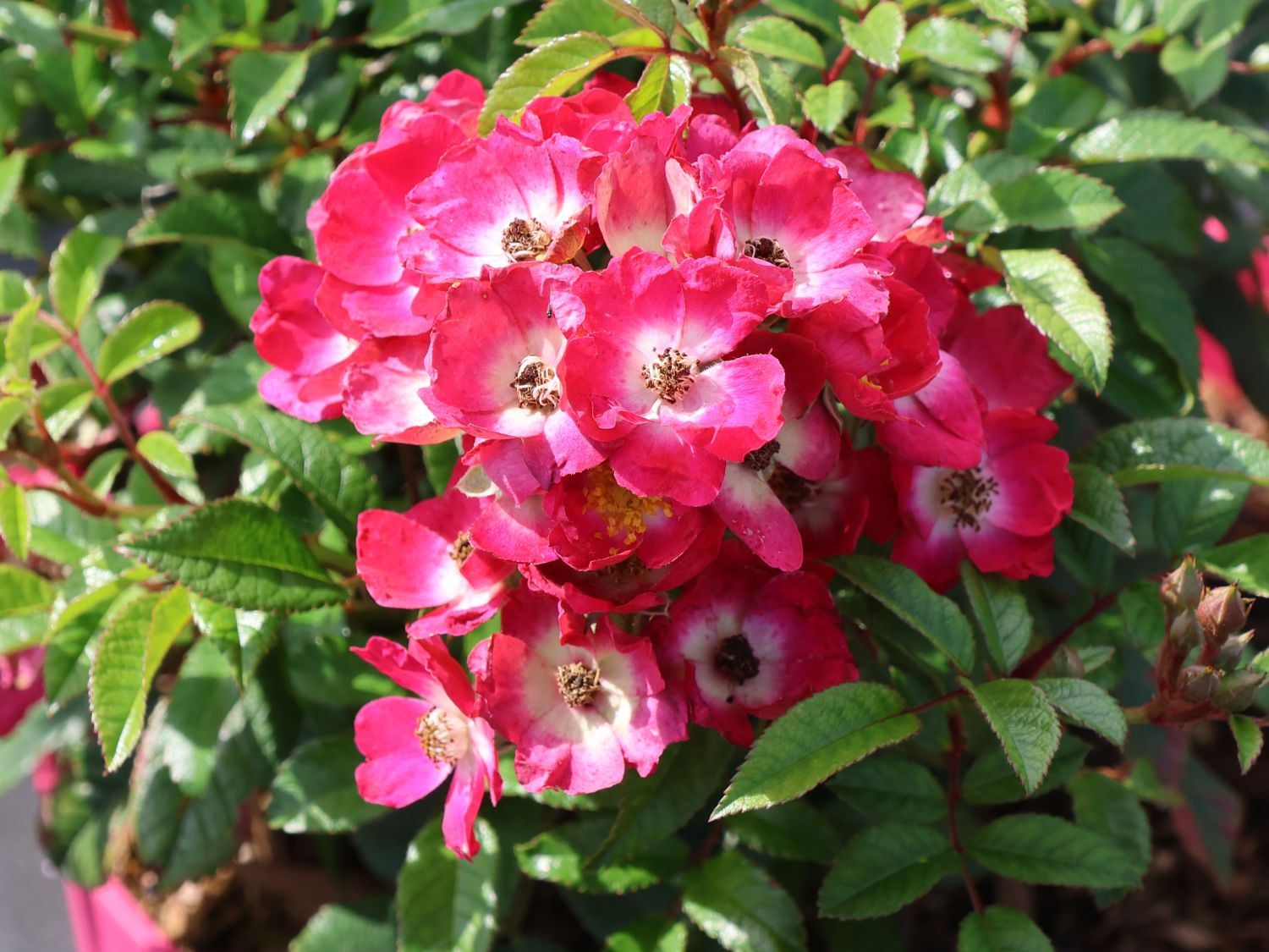 Strauchrose Rosy Boom ® 'Mini' - Rosa Rosy Boom ® 'Mini'