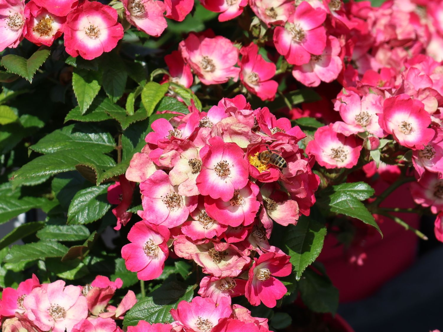 Strauchrose Rosy Boom ® 'Mini' - Rosa Rosy Boom ® 'Mini'