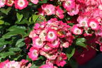 Strauchrose Rosy Boom ® 'Mini' - Rosa Rosy Boom ® 'Mini'