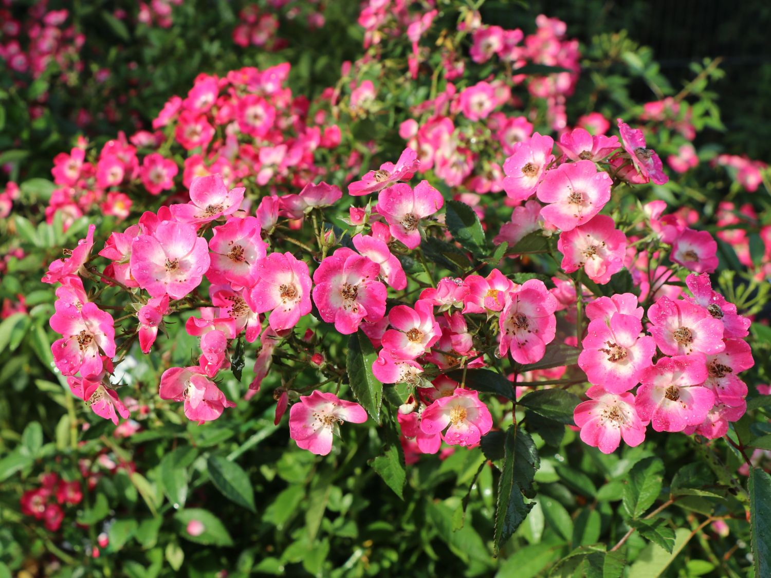 Strauchrose Rosy Boom 'O'HARA' ® (Dunkelrosa) - Rosa Rosy Boom ® 'O'HARA' ® (Dunkelrosa)