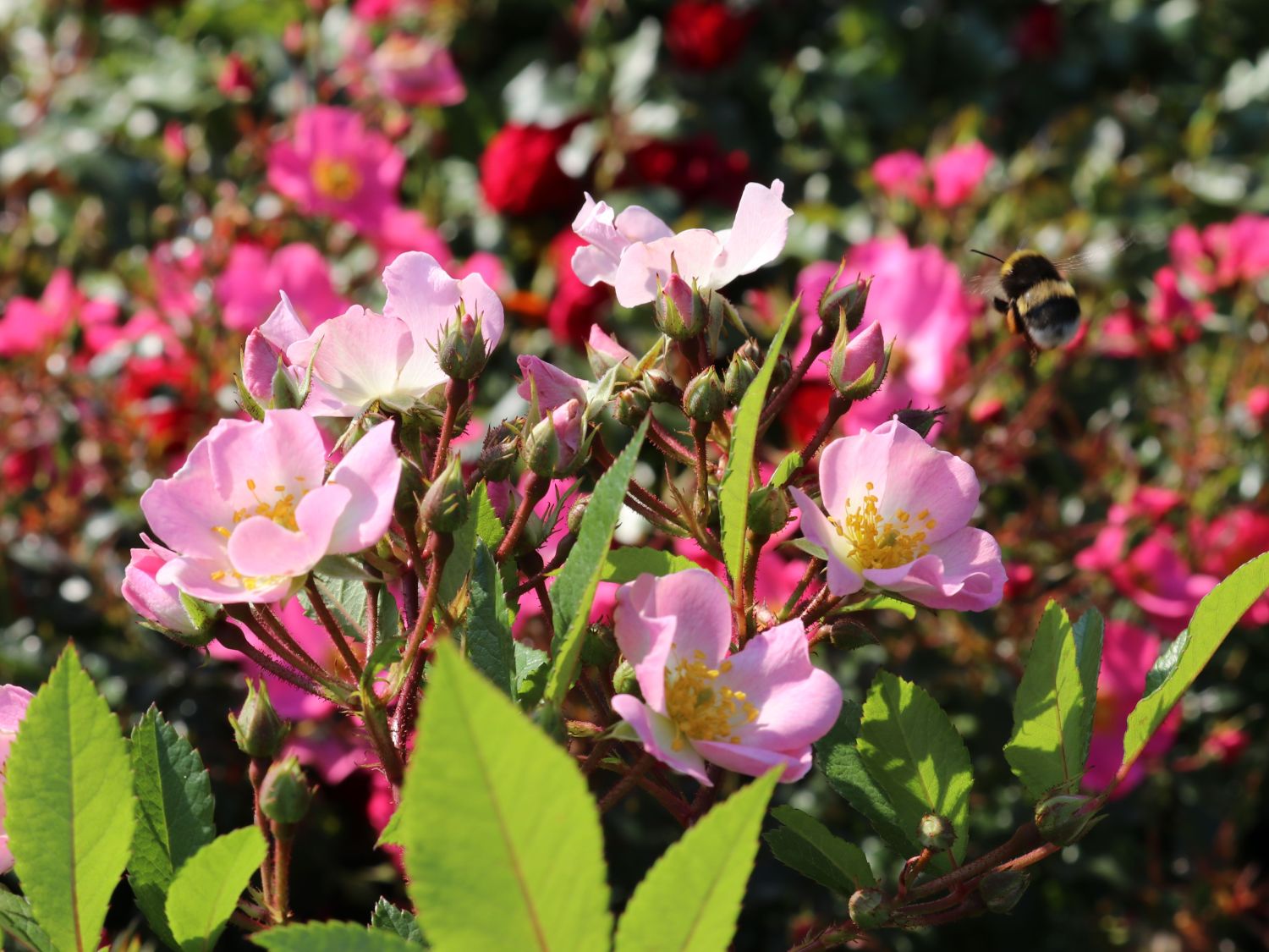 Strauchrose Rosy Boom ® 'Abellio' (Hellosa)